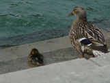 Eiffel Tower - ducks2.JPG